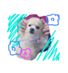 moko is very cute！（個別スタンプ：8）
