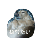 リアルカイすたんぷ（個別スタンプ：1）