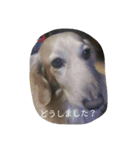 リアルカイすたんぷ（個別スタンプ：4）