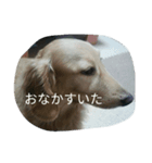 リアルカイすたんぷ（個別スタンプ：6）