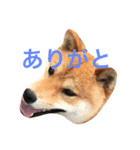 柴犬サスケ2（個別スタンプ：3）