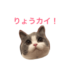 カイのしっぽ（個別スタンプ：1）
