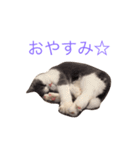 カイのしっぽ（個別スタンプ：2）