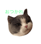 カイのしっぽ（個別スタンプ：5）