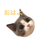 カイのしっぽ（個別スタンプ：6）