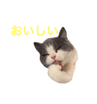 カイのしっぽ（個別スタンプ：8）