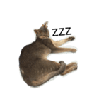 テツ（個別スタンプ：4）
