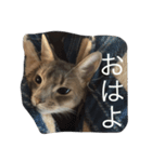 テツ（個別スタンプ：8）