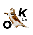 チャッピーという猫（個別スタンプ：1）