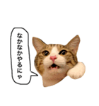 チャッピーという猫（個別スタンプ：2）