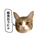 チャッピーという猫（個別スタンプ：3）