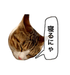 チャッピーという猫（個別スタンプ：4）
