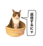 チャッピーという猫（個別スタンプ：5）