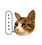 チャッピーという猫（個別スタンプ：6）