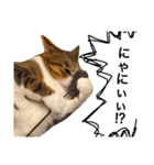 チャッピーという猫（個別スタンプ：8）
