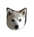犬とフェレット（個別スタンプ：2）