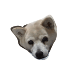 犬とフェレット（個別スタンプ：5）