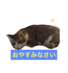 我が家の猫スタンプ（個別スタンプ：5）