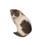 我が家の猫をほんの少し。（個別スタンプ：1）