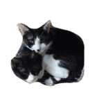 我が家の猫をほんの少し。（個別スタンプ：2）