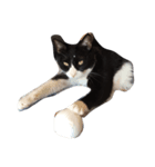 我が家の猫をほんの少し。（個別スタンプ：5）