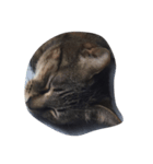 我が家の猫をほんの少し。（個別スタンプ：6）