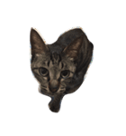 我が家の猫をほんの少し。（個別スタンプ：7）