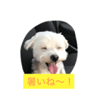 こんにちは（個別スタンプ：4）