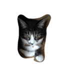 かわいいねこたち（個別スタンプ：2）