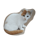 かわいいねこたち（個別スタンプ：5）