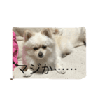 スピッツ日和（個別スタンプ：4）