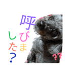 シュナプーのパンチくん（個別スタンプ：6）
