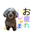 シュナプーのパンチくん（個別スタンプ：8）