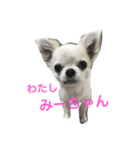 こんにちわわ（個別スタンプ：1）