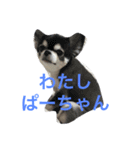 こんにちわわ（個別スタンプ：2）
