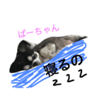 こんにちわわ（個別スタンプ：4）
