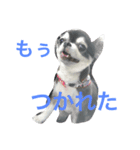 こんにちわわ（個別スタンプ：5）