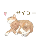 トラねこミーとクロねこクー（個別スタンプ：19）