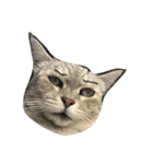 oh my animals（個別スタンプ：1）