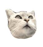oh my animals（個別スタンプ：6）