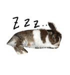 oh my animals（個別スタンプ：7）