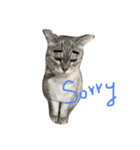 oh my animals（個別スタンプ：8）