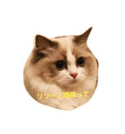 しーちゃんかわいいよしーちゃん（個別スタンプ：1）