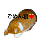 ププ（個別スタンプ：2）