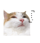 三毛猫ののさん（個別スタンプ：2）