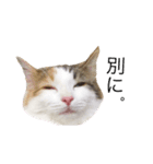 三毛猫ののさん（個別スタンプ：3）