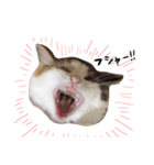 三毛猫ののさん（個別スタンプ：5）