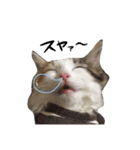 三毛猫ののさん（個別スタンプ：6）