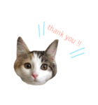 三毛猫ののさん（個別スタンプ：8）