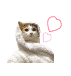 三毛猫ののさん（個別スタンプ：9）